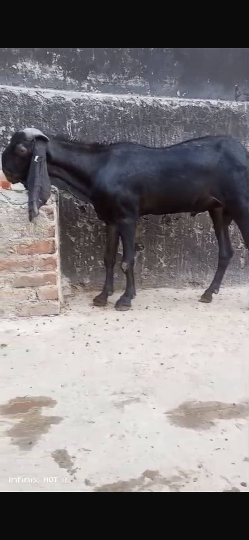 Bakra 3