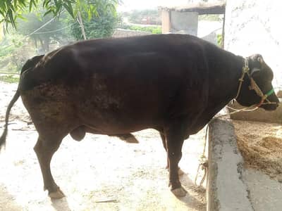 Mature Male bull for sell 0334+509+1211
