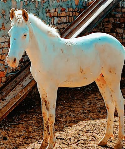Wachera for sale Age 6 month color pure white Nukra Demand 10 Lac