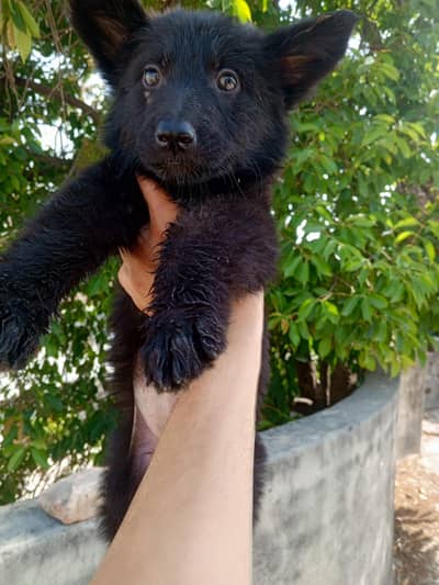 black German shepherd puppies
