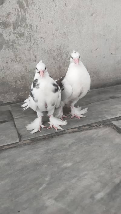 Lucky Kabootar bahut Pyare Hain