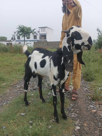 qurbani Bakra