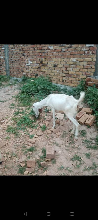 goat and kid