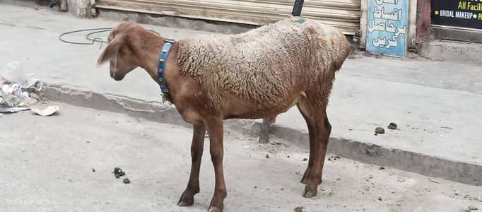 Dumbay for sale