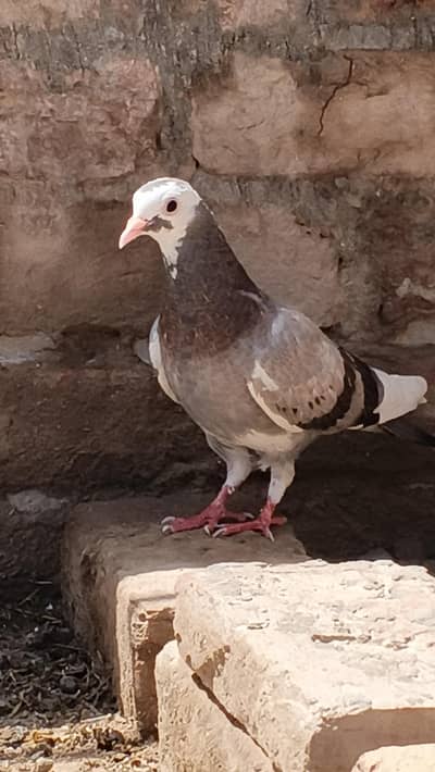 Kabotars Hole sale rate per
