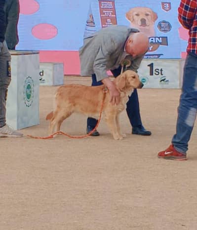 Golden Retriever Mated female