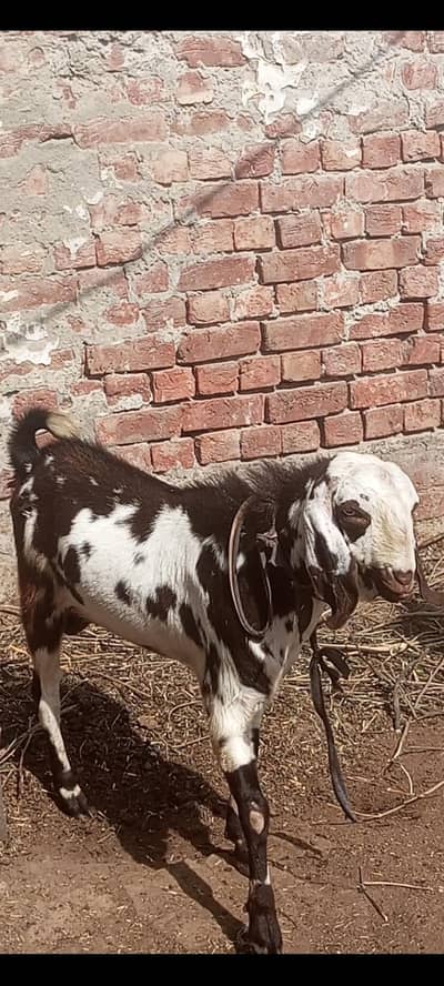Bakra for qurbani