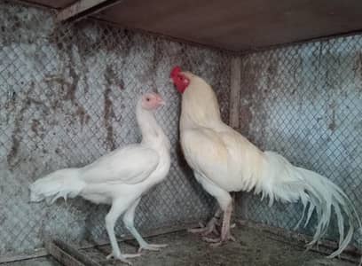 Assel Hera /paper white / male and female /pair ava number 03166963265