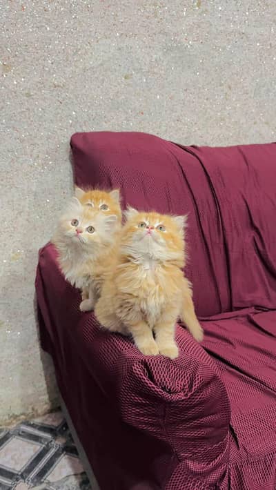 Persian cat triple kot,for sale,my WhatsApp 03493317649
