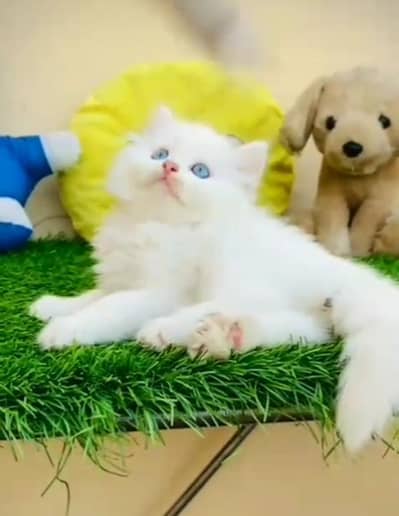 Persian cat triple kot,for sale,my WhatsApp 03493317649