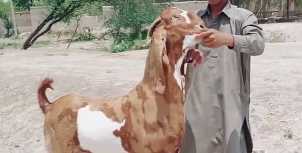desi Bakra for Sale Call  03481743426