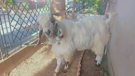 Andu bakra 6 Danth