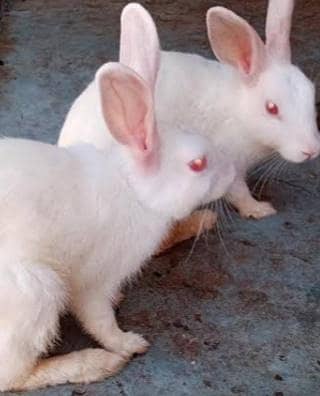 rabbits