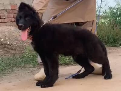 Black German Shepherd Male Puppy Long Coat