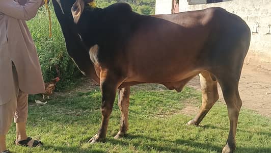 Sahiwal Bachry | Desi wachy | Bull | Qurbani 2026 | Bull For sale