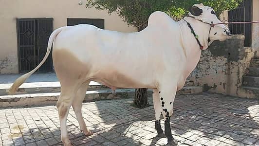 Fathejungi bull for qurbani.