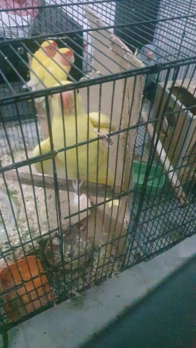 yellow Ringneck nak healthy semi tamed male,and blue chickss