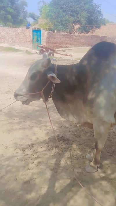 Mashallah For sale Eid UL Azha