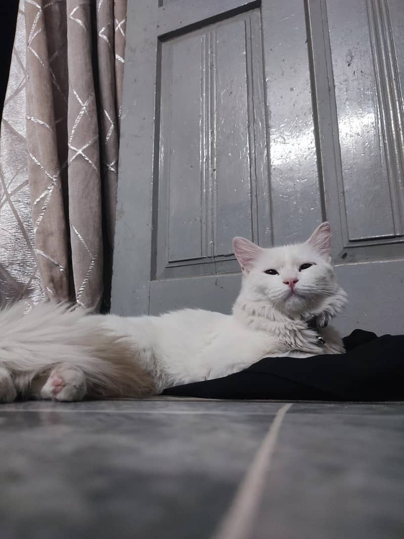 Persion CAt 0