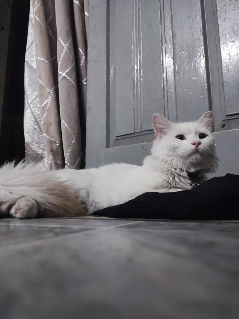 Persion CAt 1