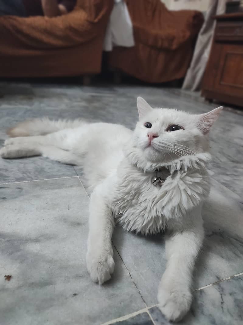 Persion CAt 2