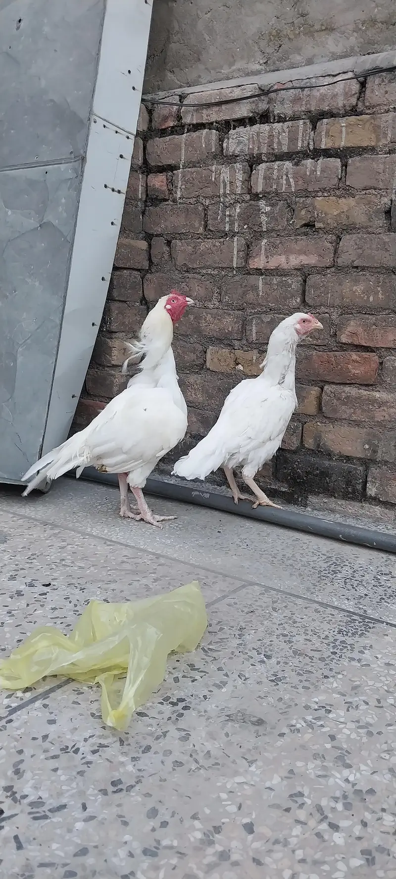 Heera aseel eggs | Fresh and fertile eggs | Heera Eggs — photo 2