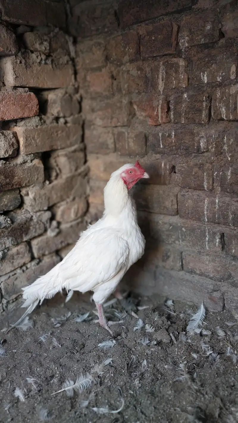 Heera aseel eggs | Fresh and fertile eggs | Heera Eggs — photo 5