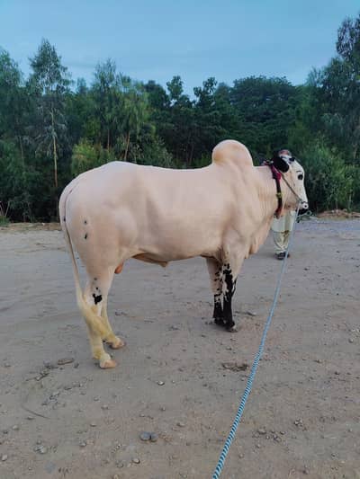 Fateh Jung Bull