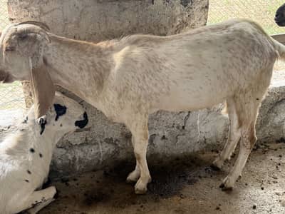 Donda Bakra For sale