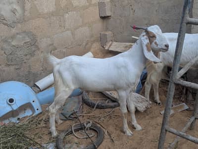 Qurbani 2026 Special –  2 Dant Khassi Bakray For Sale