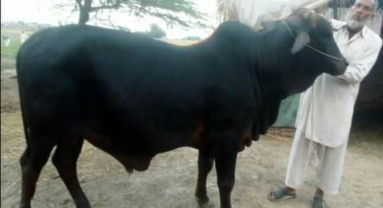 Eid k liyay selll