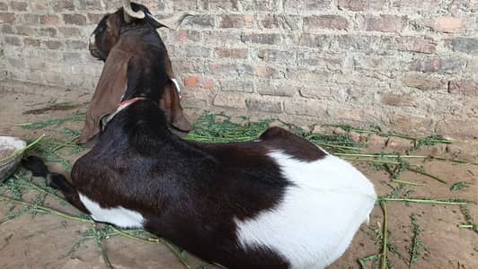 bakra andu