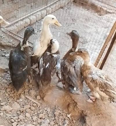 Desi Ducks for sale