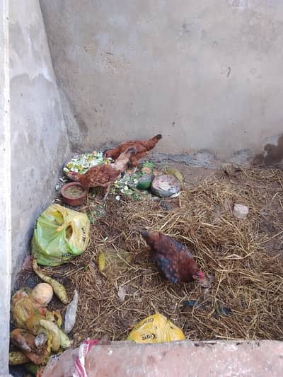 aseel murgi Hy fix price Hy 3000 is py koi kami nhi hogi pinjra 5000 k