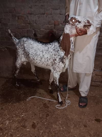 Big size Bakra