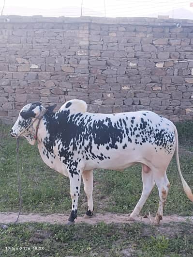2 bulls