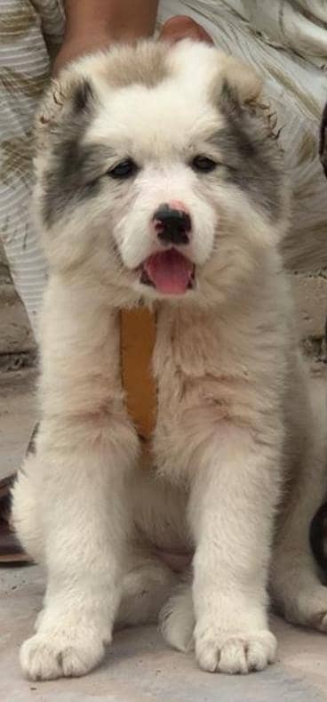 Alabai | King alabai | alabai puppies pair | big offers for pets love