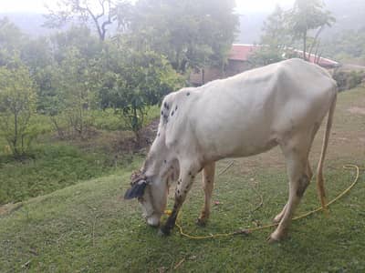 Healthy Qurbani Cow For Sale – اچھی نسل کی گائے”