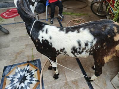 Bakra for qurbani