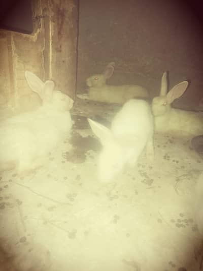white color ke hain sehat mand hain buhat pyare hain