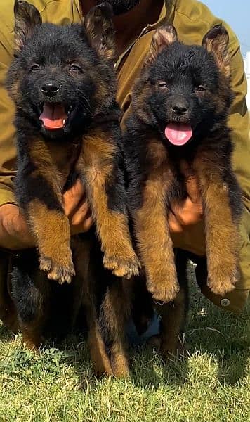 German shepherd long cout pair 2 mahnt for sale