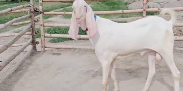 qurbani wala bakra desi nasl mein hai WhatsApp per rapata kar sakte