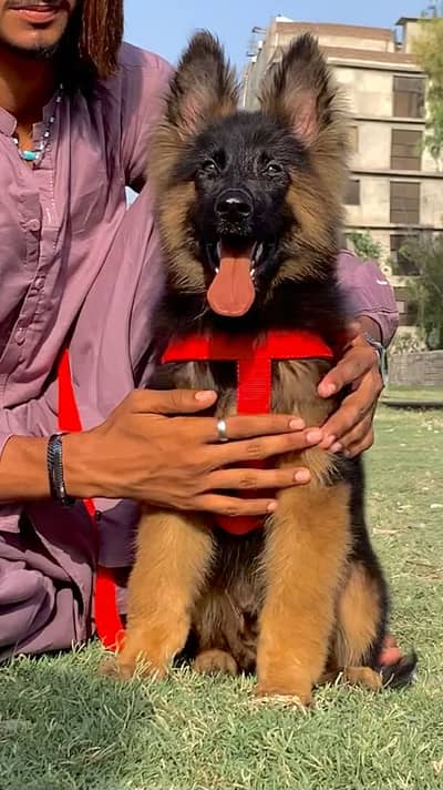 Paper German Shepherd mail 3 month for sale