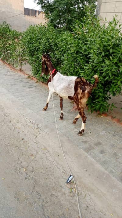 Sindhi bakeri hai sat ik bacha ha 20din ka