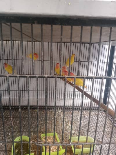 love bird