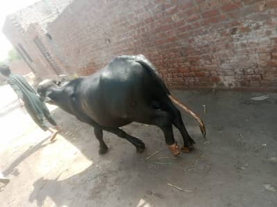 johta for sale 5mun wazn