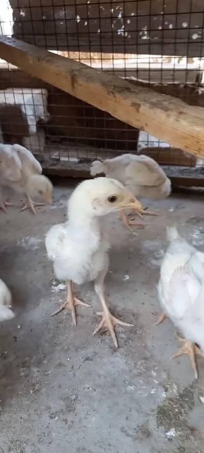 Heera chicks