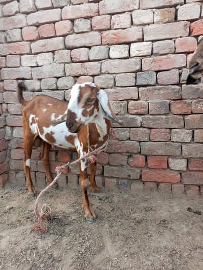 bakra for sell 13 month ka hai jis ne Lena hai rabta kren 03083633156