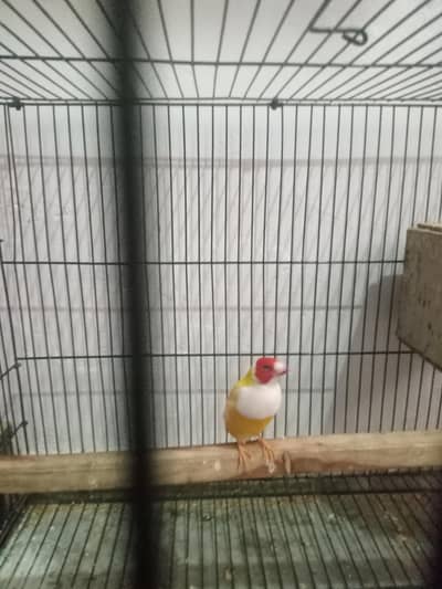 lotenu golden