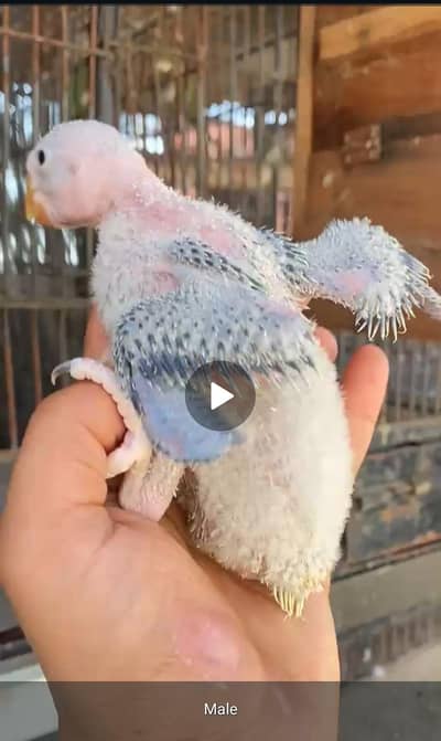 kashmiri raw parrot baby chicks